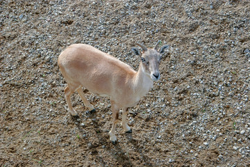 A young kid stands on the ground and looks at the camera. Little horns. Brown coat.