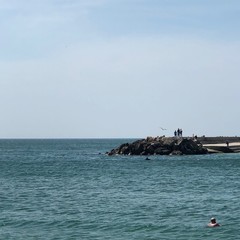 Delphin und Schwimmer an der Küste vom Schwarzen Meer