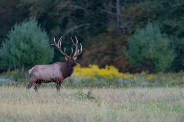 Bull Elk standing in a meadow.