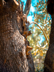 squirrel on tree