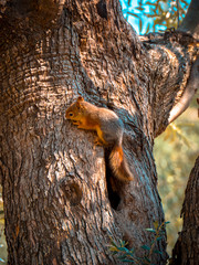 red squirrel on a tree