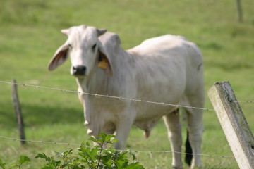 Cebu cattle