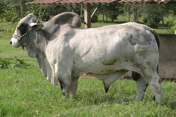 Cebu cattle