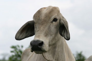 Cebu cattle