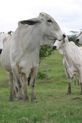 Obraz premium Cebu cattle