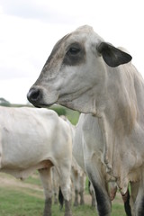 Cebu cattle