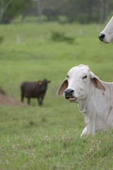 Obraz premium Cebu cattle