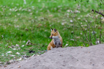 Fox cubs playing in a field in Quebec, Canada.