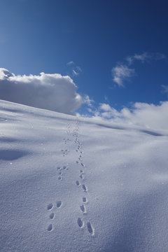 trace d'animal Orci&egrave;res
