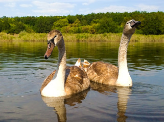 Two young birds trumpeter swan