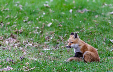 Fox cubs playing in a field in Quebec, Canada.