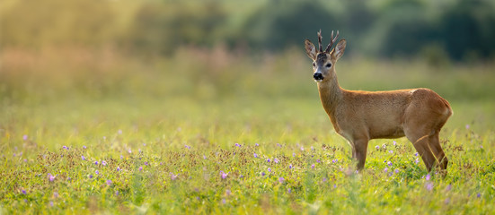 Wide panoramic banner of roe deer, capreolus capreolus, buck standing on a meadow in summer at sunset. Wild animal in nature with sun rays shining. Wildlife scenery from nature with copy space. - Powered by Adobe