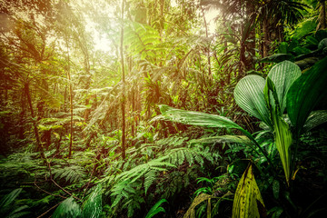 Sun shining over Basse Terre jungle in Guadeloupe - obrazy, fototapety, plakaty