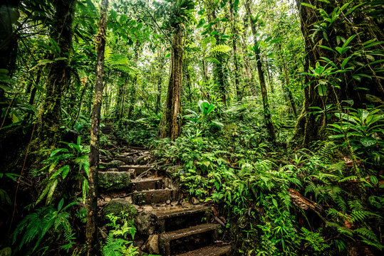 Steps in Basse Terre jungle