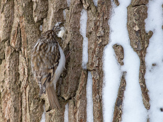 Tree Creeper (Certhia familiaris).