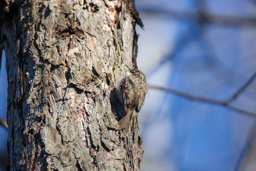 Tree Creeper (Certhia familiaris).