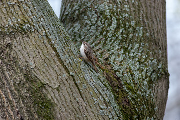 Tree Creeper (Certhia familiaris).