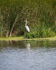White Egret