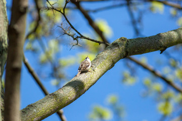 Tree Creeper (Certhia familiaris).