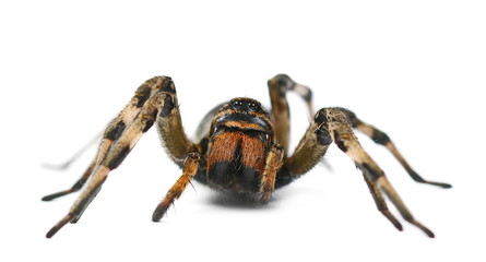 Giant hairy spider isolated on white background, side view