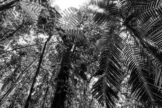 Green trees in Basse Terre jungle seen from below in black and white