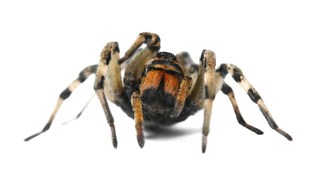 Giant hairy spider isolated on white background, side view