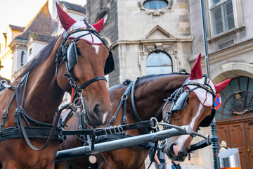 Obraz premium Horse-drawn carriage or Fiaker, popular tourist attraction, on Michaelerplatz in Vienna, Austria.