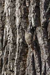Tree Creeper (Certhia familiaris).