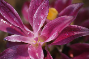 A Pink rain lily (Zephyranthes) blooming  in Mercer Arboretum and Botanical Gardens, Spring, Texas