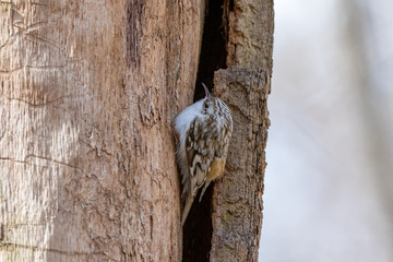 Tree Creeper (Certhia familiaris).