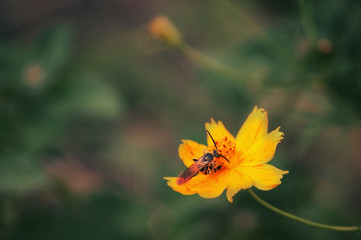 A bee on a Cosmos flower in Mercer Arboretum and Botanical Gardens, Spring, Texas