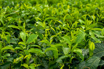 young plants in the garden