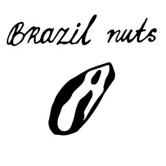 Walnut on an isolated white background hand-drawn. Black outline of a Brazil nut.