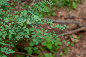leaves of a tree