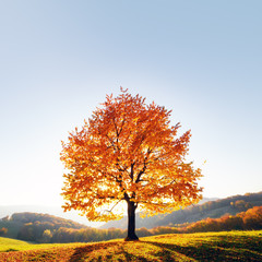 Majestic beech tree with sunny beams at autumn mountain valley. Dramatic colorful evening scene....