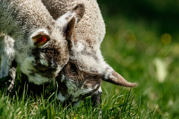 Two Cute Lambs Close Together While Grazing on Grass.