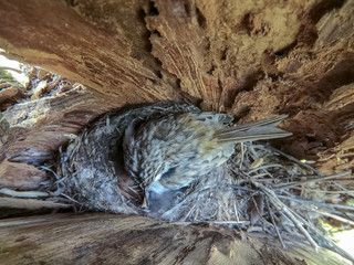 Fototapeta premium Certhia familiaris. The nest of the Tree Creeper in nature.