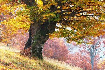 Panele Szklane  Majestatyczny stary buk z żółtymi i pomarańczowymi liśćmi w jesiennym lesie. Malownicza scena upadku w Karpatach na Ukrainie. Fotografia krajobrazowa