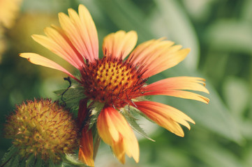 Yellow flower close up: Mesa Peach Flower (Gaillardia Mesa Peach) in full sunlight in Mercer Arboretum and Botanical Gardens, Spring, Texas