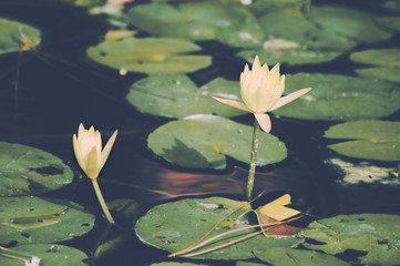 Yellow Waterlily (Nymphaea mexicana), blooming in pond in Mercer Arboretum and Botanical Gardens,...