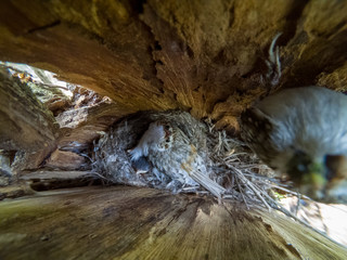 Certhia familiaris. The nest of the Tree Creeper in nature.