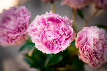 peony