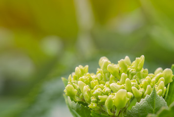 close up and selective focus of young hydrangea flowe