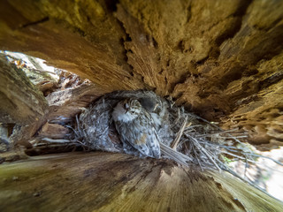 Certhia familiaris. The nest of the Tree Creeper in nature.