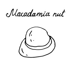 Hand painted nut on an isolated white background. Black outline macadamia. Vector illustration.