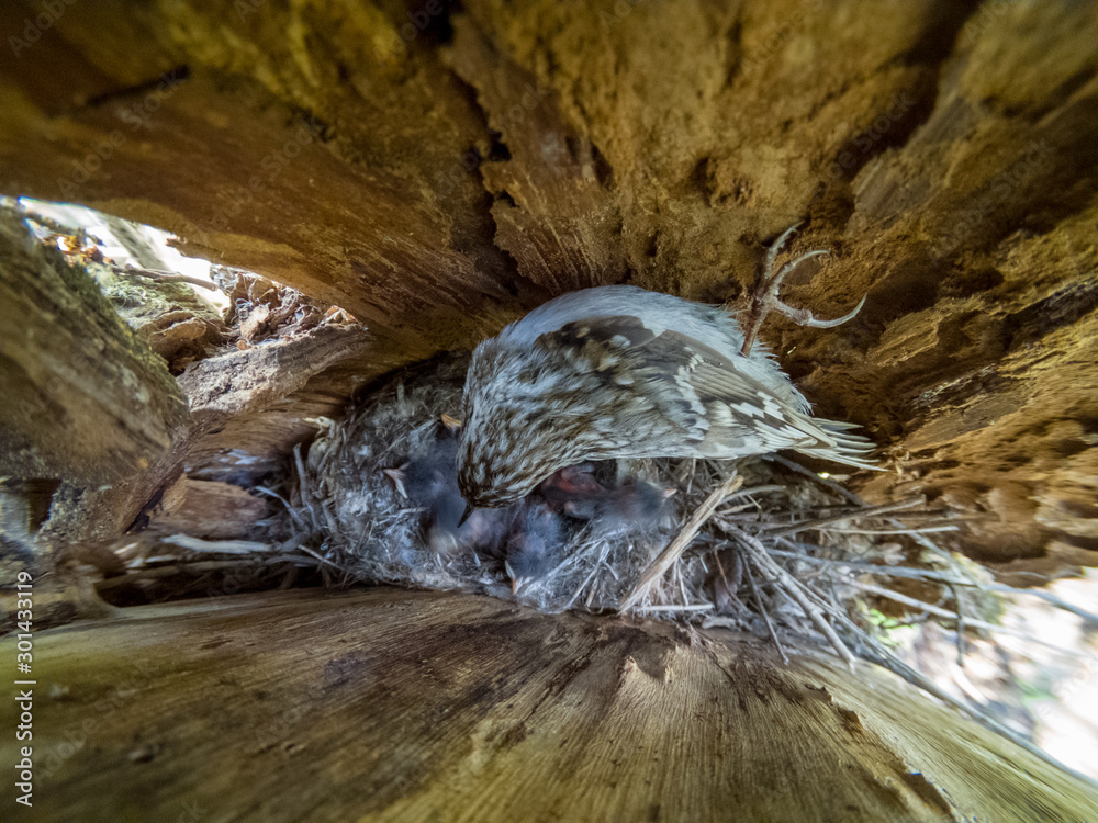 Wall mural Certhia familiaris. The nest of the Tree Creeper in nature.