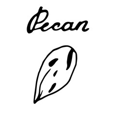 Hand painted nut on an isolated white background. Black outline pecans. Vector illustration.