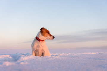 White jack russel terrier puppy on snowy field at sunrise. Adult dog with serious gaze