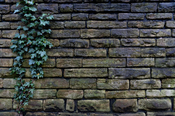 British Ivery Winter Mossy Brick Wall Left