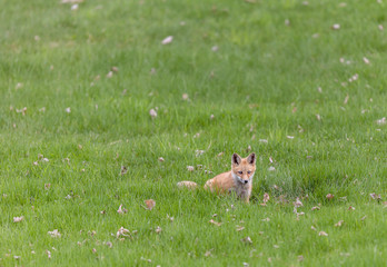 Fox cubs playing in a field in Quebec, Canada.